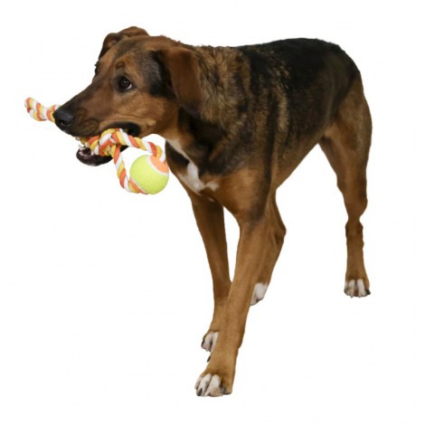KERBL Zabawka dla psa, piłka na lince 37cm [80795] - 2