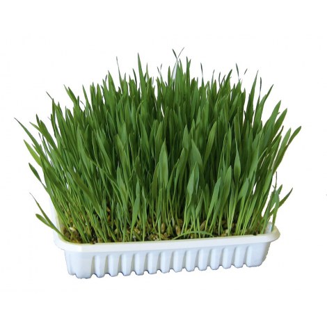 KERBL Nasiona trawy dla kota 100 g [83198]