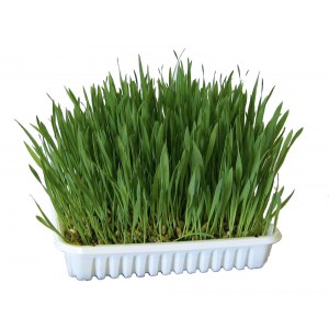 KERBL Nasiona trawy dla kota 100 g [83198]