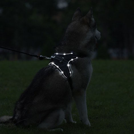 PETLOVE Szelki pojedyncze LED dla psa S czarne [SZELLEDZSBK] - 2