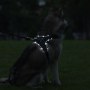 PETLOVE Szelki pojedyncze LED dla psa S czarne [SZELLEDZSBK] - 3