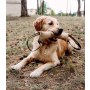 Dingo Zabawka dla psa - Szarpak z juty z dwoma uchwytami 40/6cm - 4