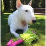 Dingo Zabawka dla psa - Szarpak Mop Bungee z piłką różowy - 5