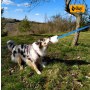 Dingo Zabawka dla psa - Szarpak Naturalne futro owcze z długą rączką fioletowy - 3