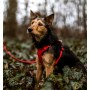 Dingo Szelki bezuciskowe z dwupaskową regulacją L czerwone - 4