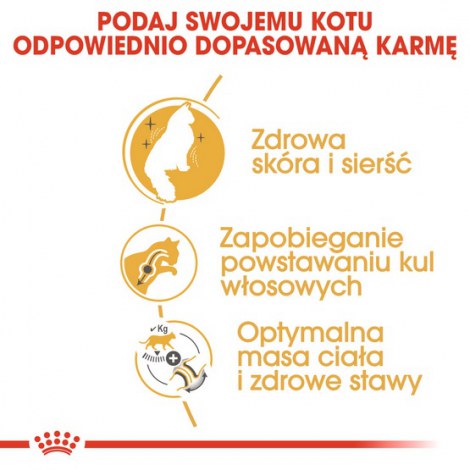 Royal Canin Norvegian Forest Cat Adult karma sucha dla kotów dorosłych rasy norweski leśny 400g - 4