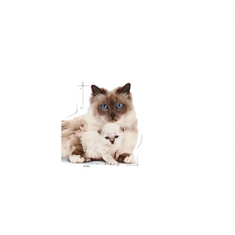 Royal Canin Mother & Babycat Mousse karma mokra - mus dla kociąt i kotek karmiących puszka 195g - 5