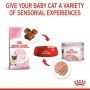Royal Canin Mother & Babycat Mousse karma mokra - mus dla kociąt i kotek karmiących puszka 195g - 5