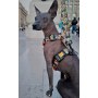 Dingo Szelki dwupaskowe Guard City - Chiapas rozmiar S - 5