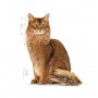 Royal Canin Ultra Light pasztet karma mokra dla kotów dorosłych, z tendencją do nadwagi saszetka 85g - 4
