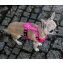 Dingo Szelki bezuciskowe z dwupaskową regulacją S różowe - 3