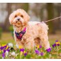 CHABA Szelki Guard Comfort Story bezuciskowe S 1,6cm marigold - 4