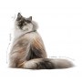 Royal Canin Hair&Skin Care karma mokra w galaretce dla kotów dorosłych, lśniąca sierść i zdrowa skóra saszetka 85g - 5