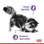 Royal Canin Appetite Control Care karma mokra w sosie dla kotów dorosłych, domagających się jedzenia saszetka 85g - 4