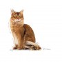 Royal Canin Light Weight Care w galaretce karma mokra dla kotów dorosłych, z tendencją do nadwagi saszetka 85g - 6