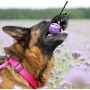 Dingo Zabawka dla psa - Szarpak Piłka z rączką bungee 6cm - 5