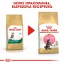 Royal Canin Maine Coon Kitten karma sucha dla kociąt, do 15 miesiąca, rasy maine coon 400g - 4