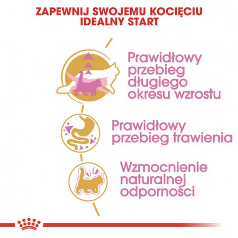 Royal Canin Maine Coon Kitten karma sucha dla kociąt, do 15 miesiąca, rasy maine coon 4kg - 5