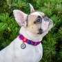 Collar WauDog Recycled Obroża nylonowa z QR-paszportem, gradient S 15mm/25-35cm fioletowy - 4