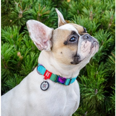 Collar WauDog Recycled Obroża nylonowa z QR-paszportem, gradient S 15mm x 25-35cm niebieski - 3