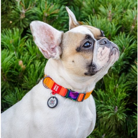 Collar WauDog Recycled Obroża nylonowa z QR-paszportem, gradient M 20mm x 28-40cm pomarańczowy - 3
