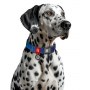 Collar WauDog Nylon Mono Obroża nylonowa odblaskowa z QR-paszportem, plastikowy fastex, L 25mm/33-49cm niebieska - 4