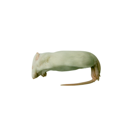 Szczur mrożony 60-90g