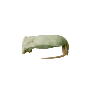 Szczur mrożony 60-90g