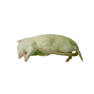 Szczur mrożony 120-150g