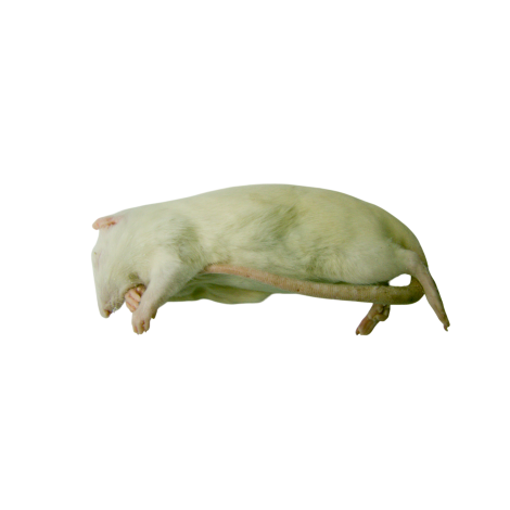 Szczur mrożony150g-200g