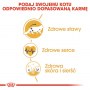 Royal Canin Maine Coon Adult karma sucha dla kotów dorosłych rasy maine coon 400g - 5