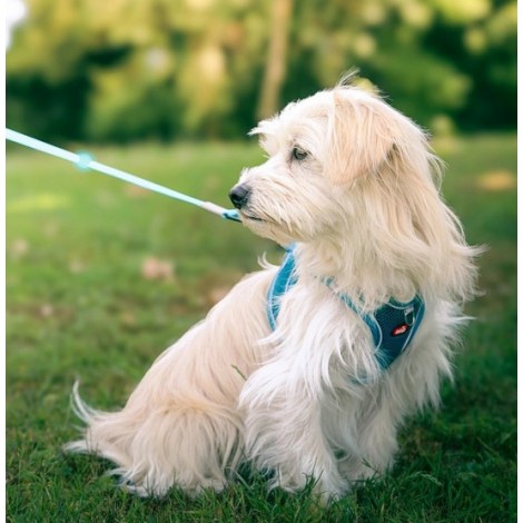 Zolux Szelki oddychające z siatki M turkusowe - 2