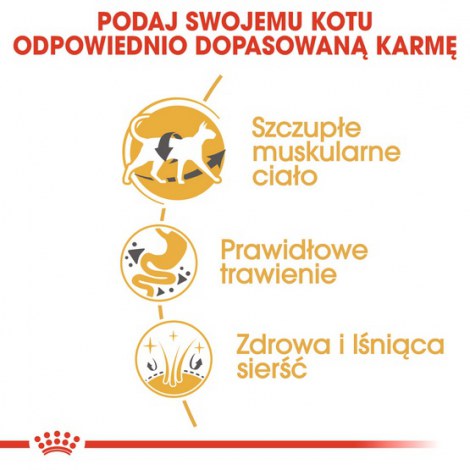 Royal Canin Siamese Adult karma sucha dla kotów dorosłych rasy syjamskiej 2kg - 4