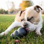 Kong Extreme XX-Large 14cm [500169] - 5