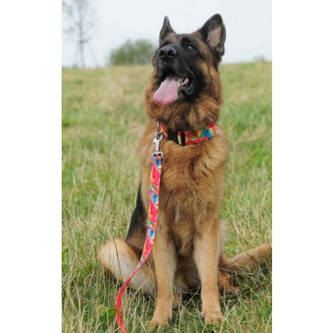 Dingo Smycz pojedyncza America Kolorado 2,5x110cm - 2