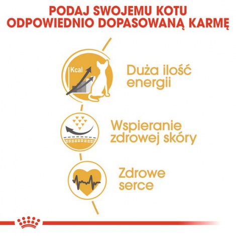 Royal Canin Sphynx Adult karma sucha dla kotów dorosłych rasy sfinks 2kg - 4