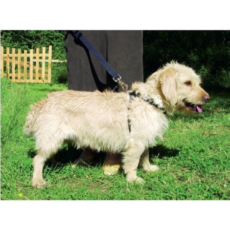 Zolux Szelki bezpieczeństwa dla psów rozmiar S [403320] - 3