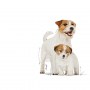 Royal Canin Starter Mother&Babydog karma mokra - mus, dla suk w czasie ciąży, laktacji oraz szczeniąt puszka 195g - 6