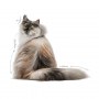 Royal Canin Hair & Skin Care w sosie  karma mokra dla kotów dorosłych, zdrowa skóra, piękna sierść saszetka 85g - 6