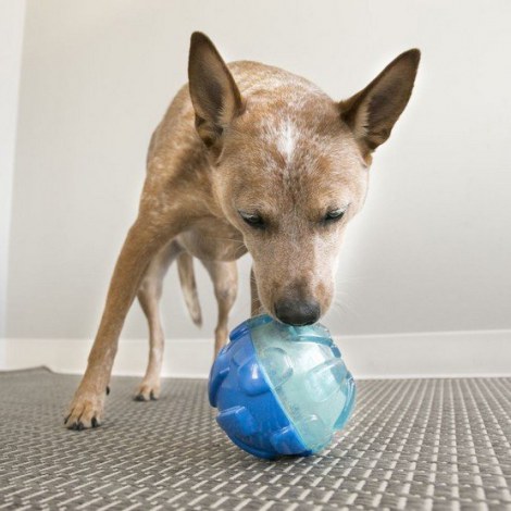 Kong Rewards Ball Large 12cm [519423] - 3