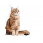 Royal Canin Digestive Care karma mokra w sosie dla kotów dorosłych, wrażliwy przewód pokarmowy saszetka 85g - 6