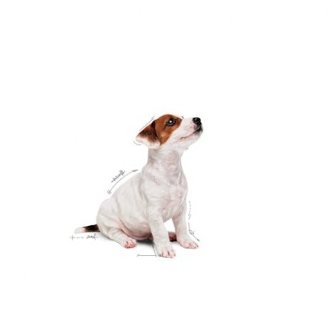 Royal Canin Mini Puppy karma mokra w sosie dla szczeniąt, od 2 do 10 miesiąca życia, ras małych saszetka 85g - 4