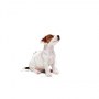Royal Canin Mini Puppy karma mokra w sosie dla szczeniąt, od 2 do 10 miesiąca życia, ras małych saszetka 85g - 5
