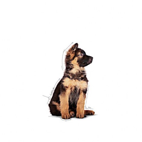 Royal Canin Maxi Puppy karma mokra w sosie dla szczeniąt, od 2 do 15 miesiąca życia, ras dużych saszetka 140g - 5
