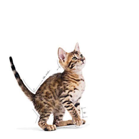 Royal Canin Kitten Sterilised karma mokra w galaretce dla kociąt od 6 do 12 miesiąca życia, sterylizowanych saszetka 85g - 5