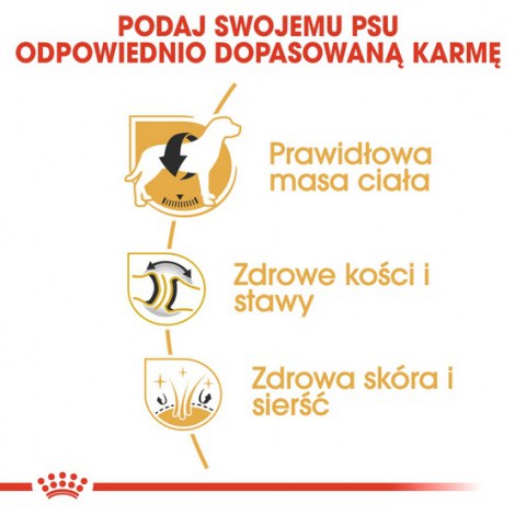 Royal Canin Labrador Retriever Adult karma sucha dla psów dorosłych rasy labrador retriever 12kg - 5