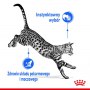 Royal Canin Indoor Sterilised Jelly karma mokra dla kotów dorosłych sterylizowanych, przebywających w domu saszetka 85g - 4