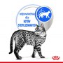 Royal Canin Indoor Sterilised Jelly karma mokra dla kotów dorosłych sterylizowanych, przebywających w domu saszetka 85g - 5