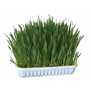 KERBL Nasiona trawy dla gryzoni 100g [83199]