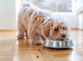 Dlaczego karma dla psów nie powinna zawierać zboża?